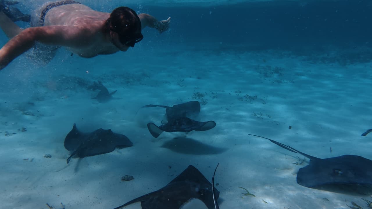 Jungle wildlife in Belize