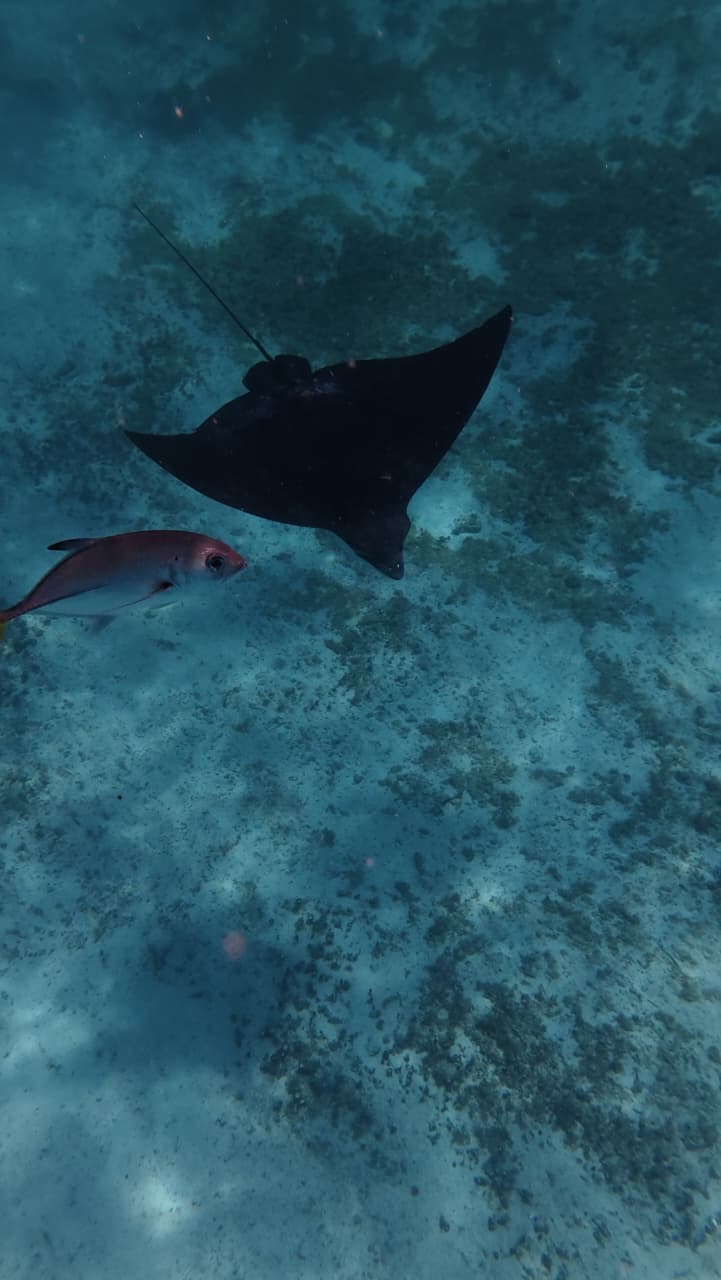 Eagle ray and reef fish for spearfishing and snorkeling tour Belize