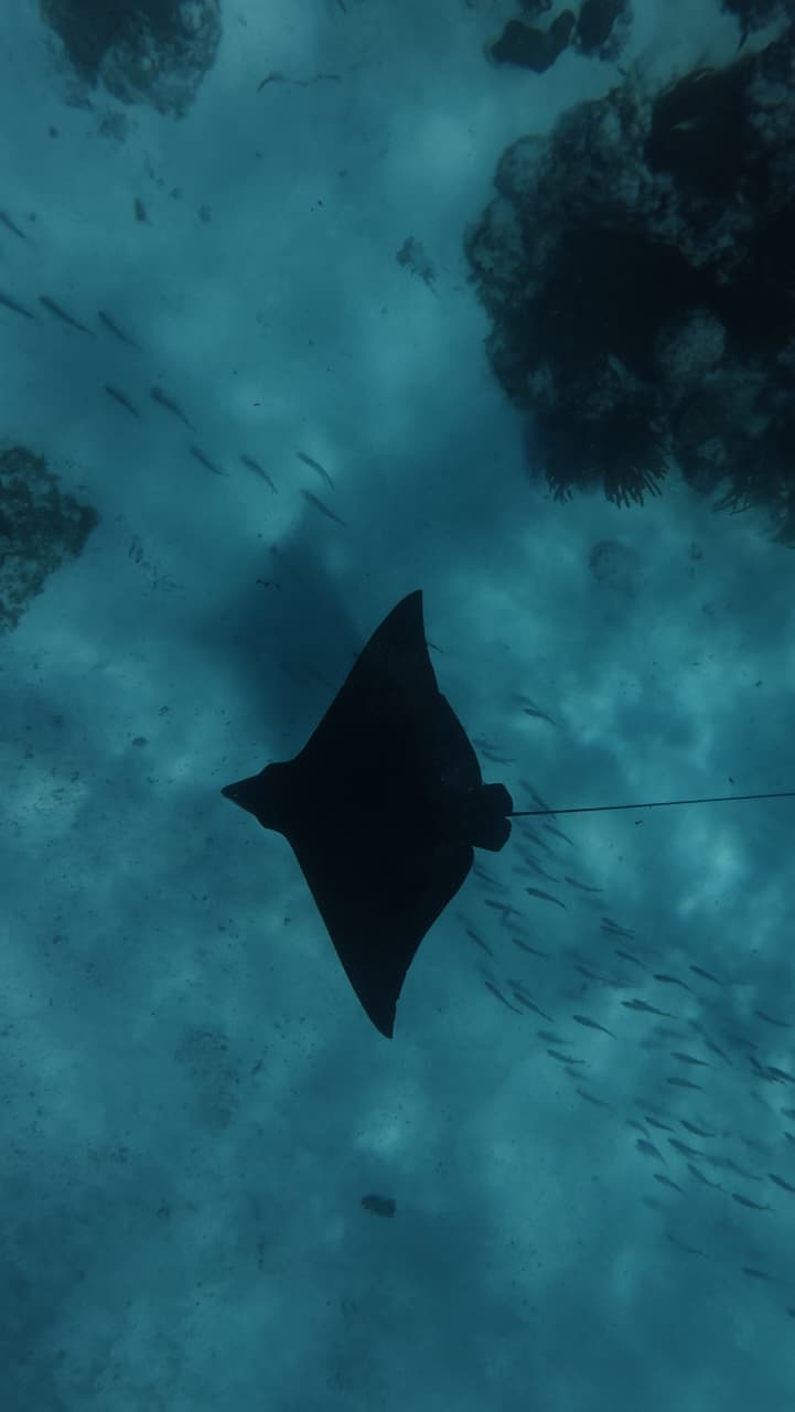 Eagle ray in open ocean for private charter Belize