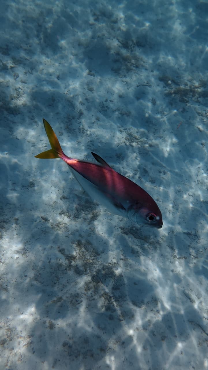 Colorful reef fish in turquoise waters near Goff Caye Belize