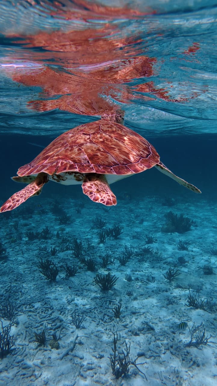 Sea turtle at the surface near Secret Beach Belize