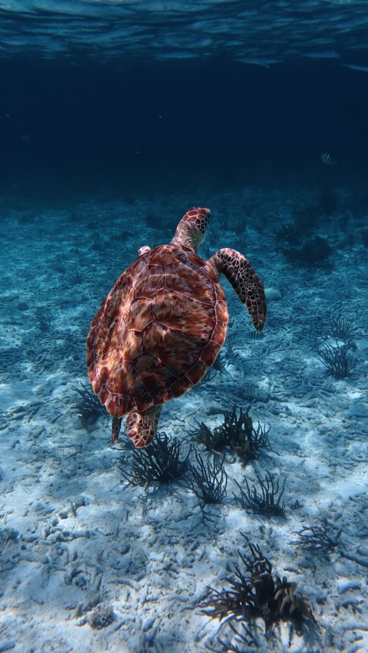 Sea turtle swimming for Sunday Funday Caye Caulker day trip