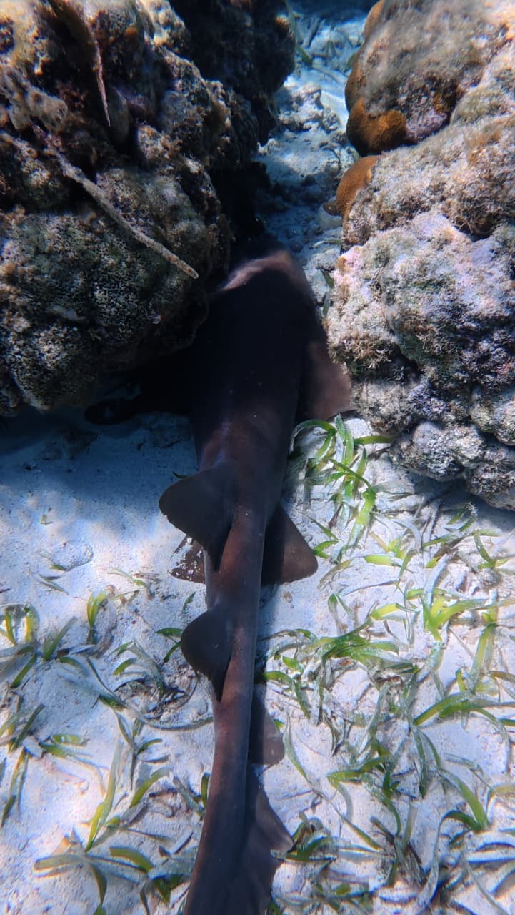 Belizean Blue Safaris private boat shuttle in turquoise Caribbean waters