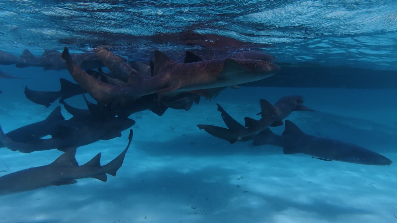 Nurse sharks swimming near boat at Shark Ray Alley and Hol Chan Marine Reserve