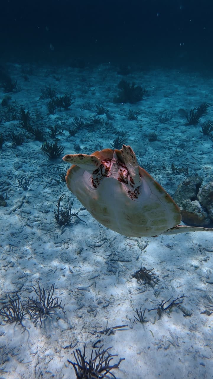 Close encounter with southern stingrays in Belize