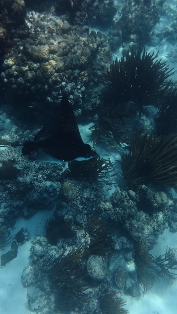Stingray at Bacalar Chico National Park and Reserve Belize